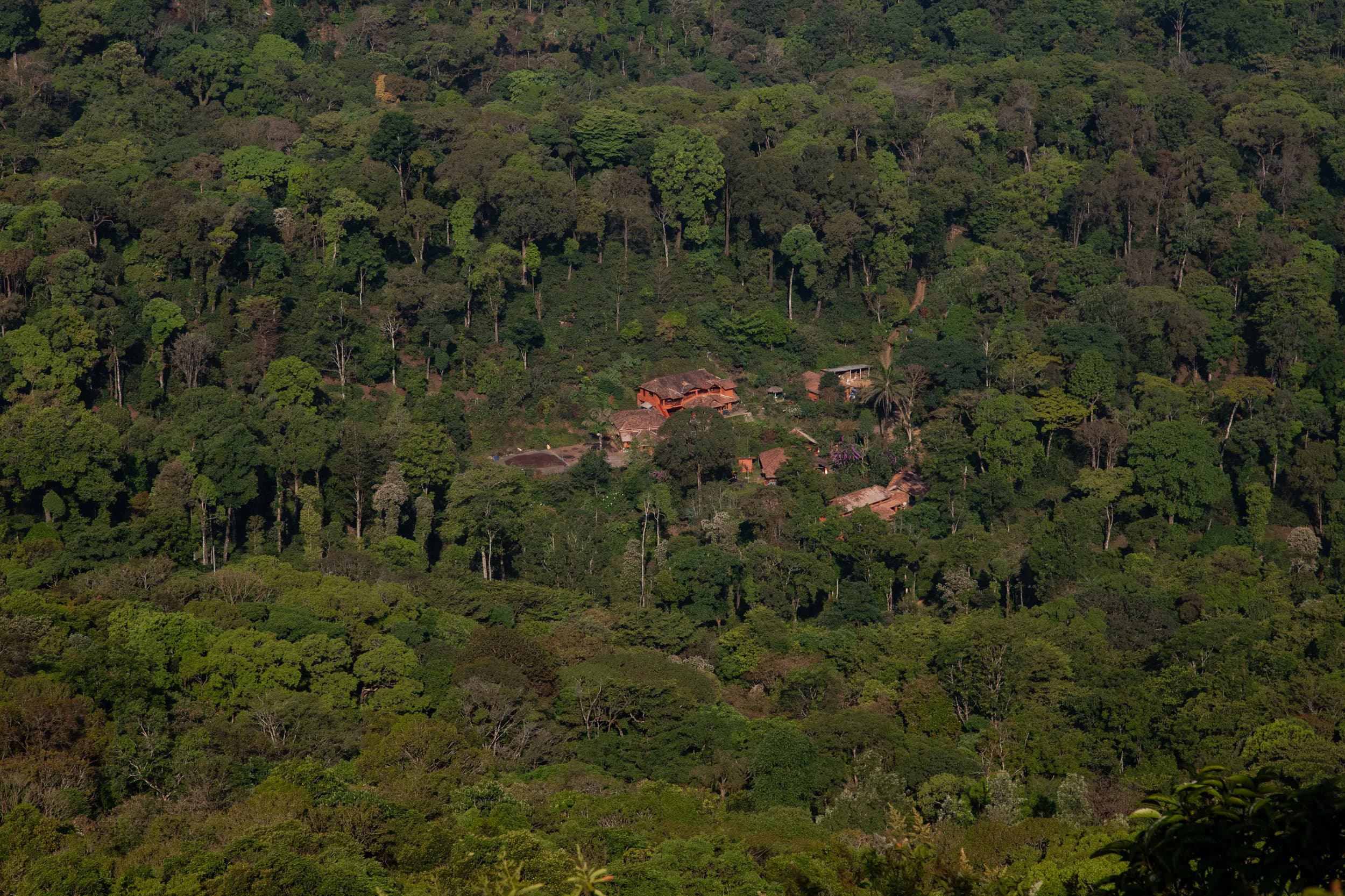 Honey Valley