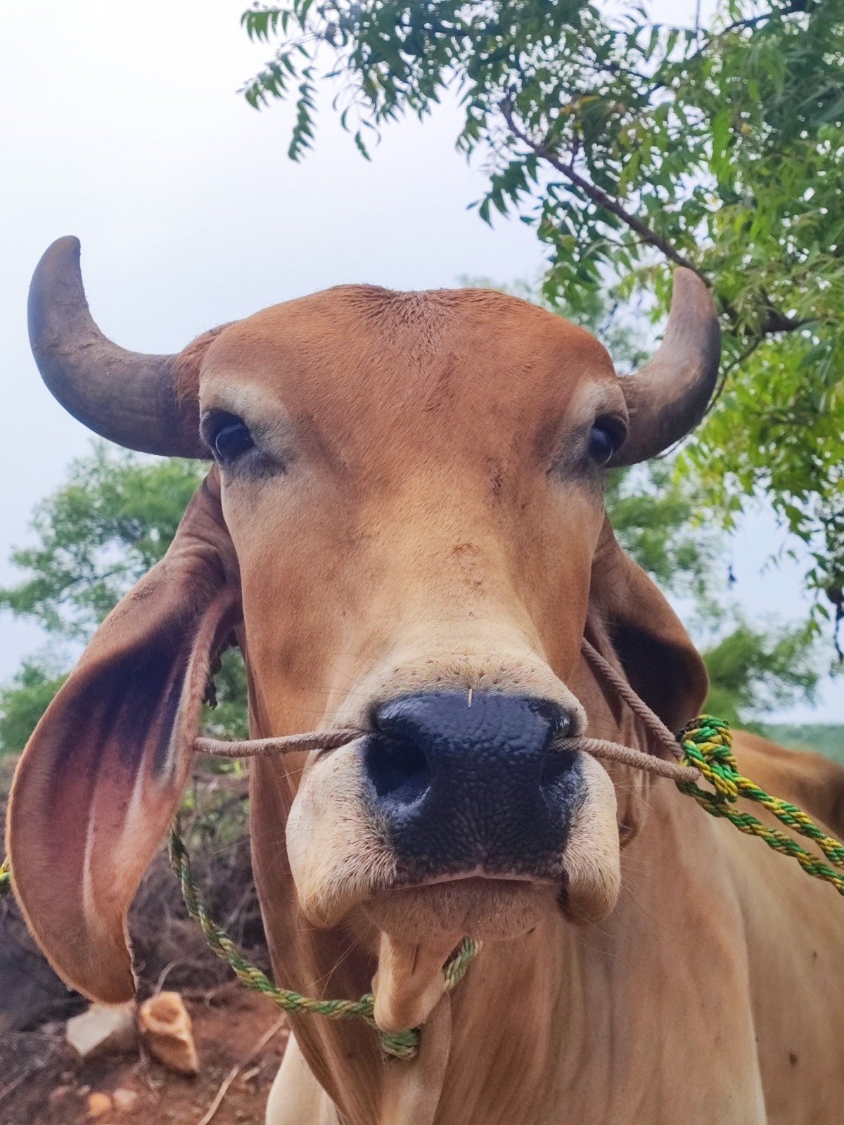 Cows4Organic — Cattle Integration into Organic Farming