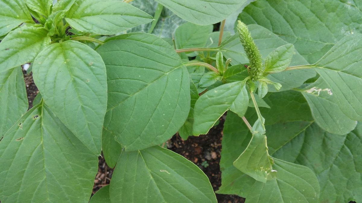 recipes of green amaranth