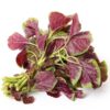 red amaranth