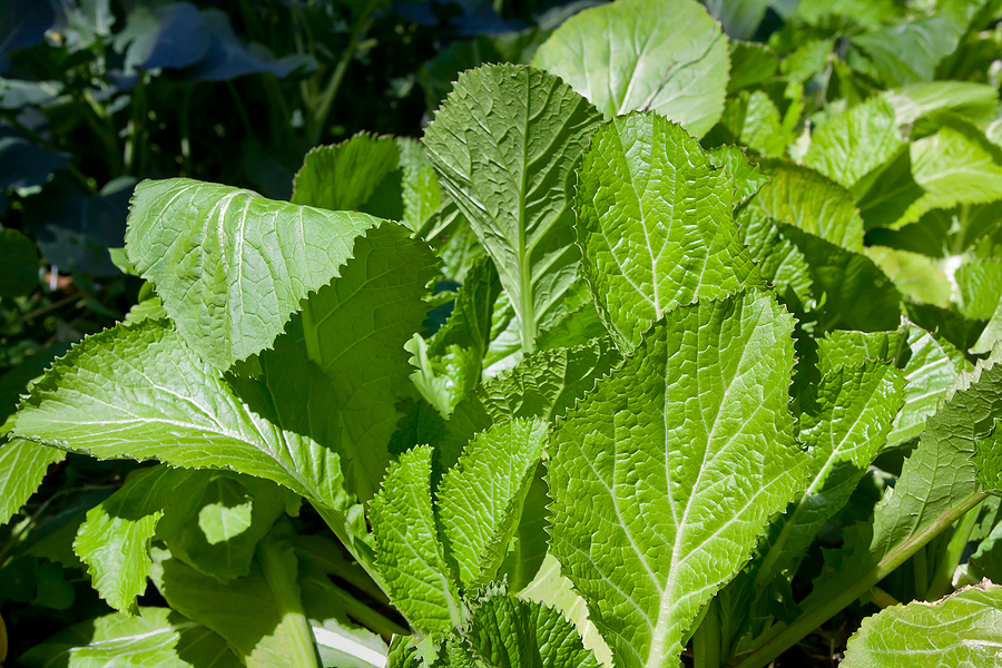 Rau chua chua Mustard-greens-in-garden1