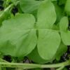 recipes of radish leaves