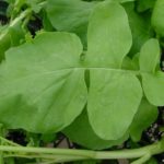 recipes of radish leaves