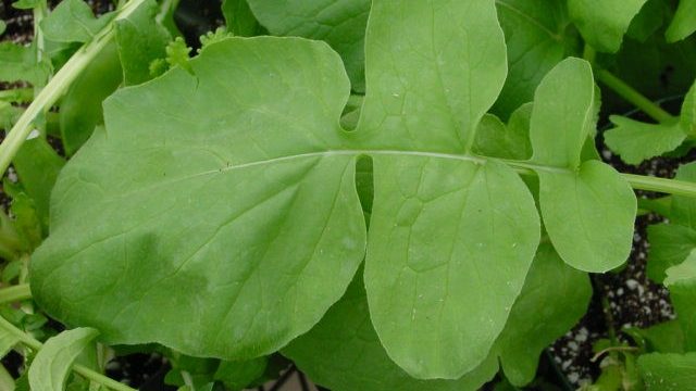 recipes of radish leaves