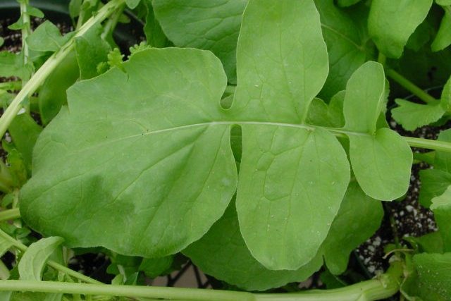 recipes of radish leaves