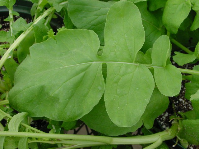 recipes of radish leaves