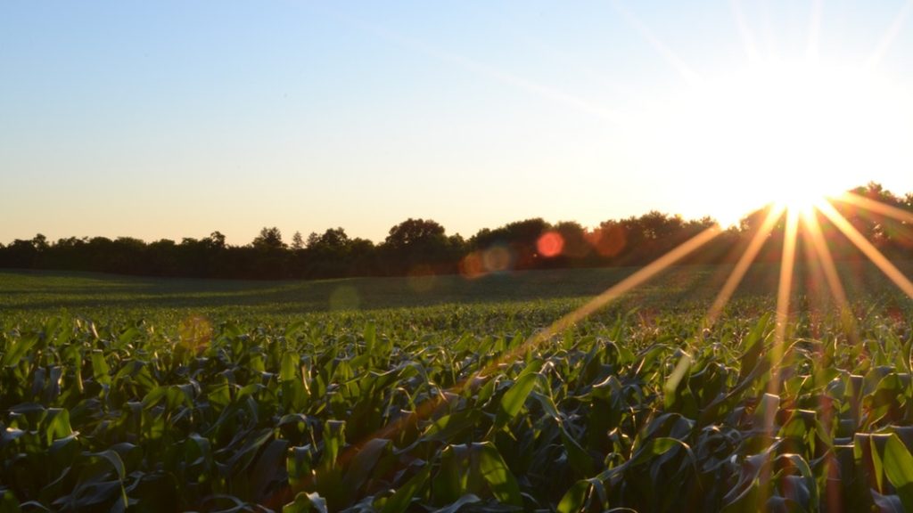 organic farming