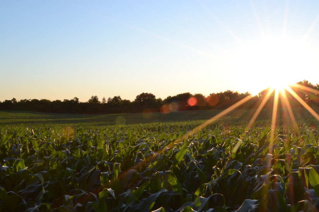 organic farming