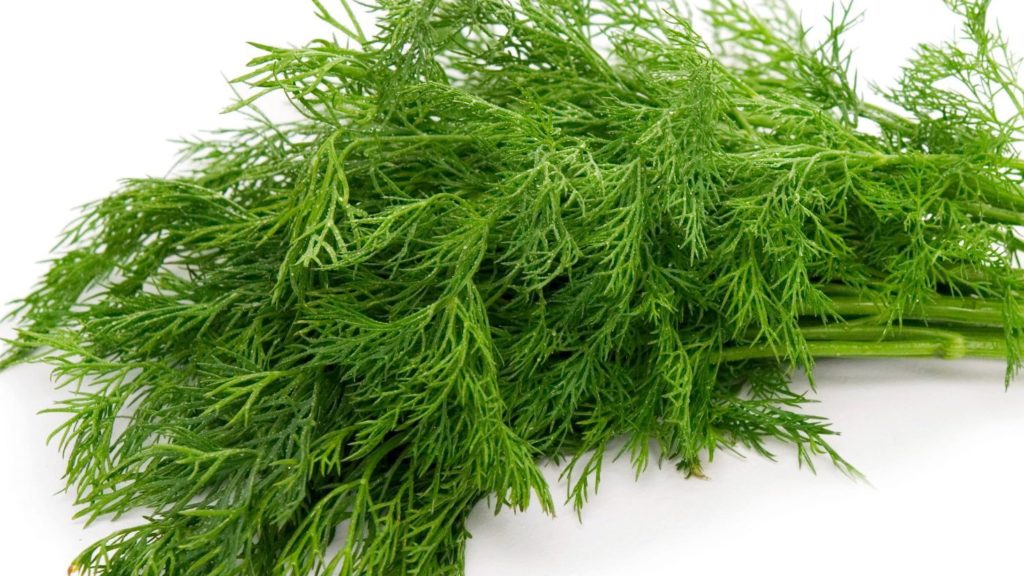 recipes of dill leaves
