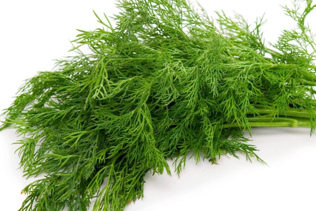 recipes of dill leaves