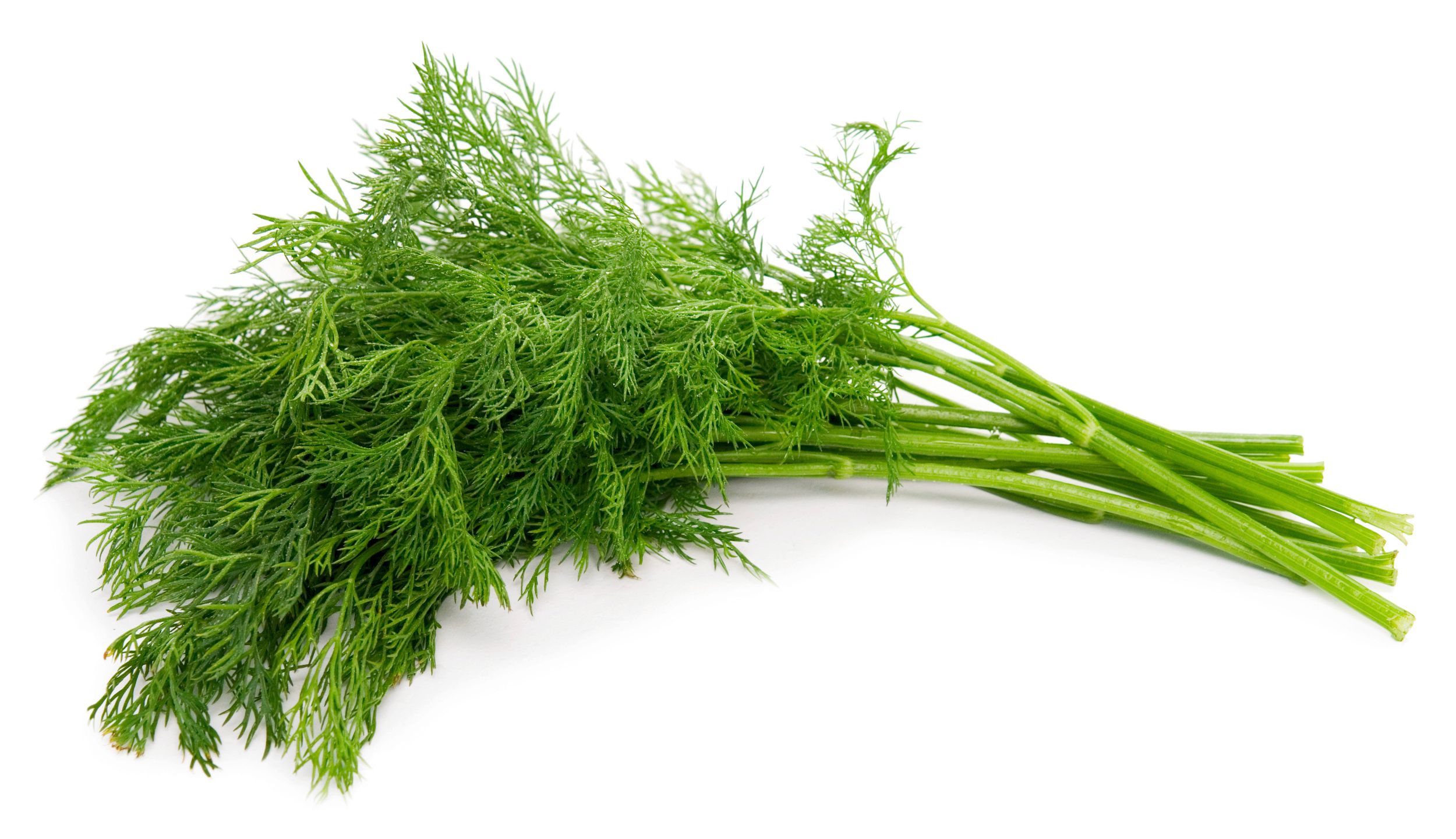 Image result for dill leaf