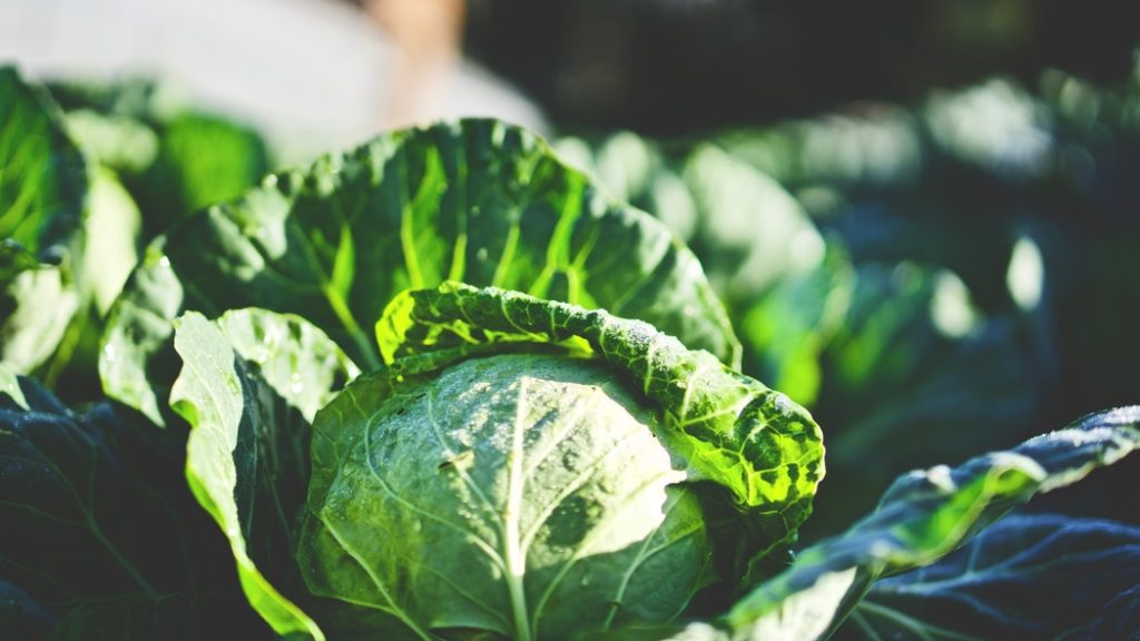 recipes of cabbage