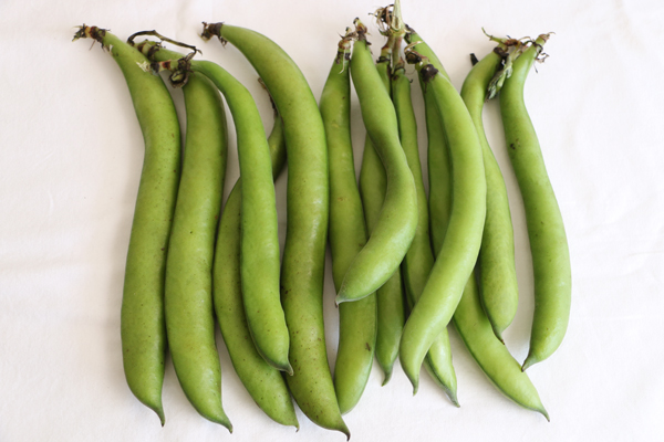 recipes of broad beans