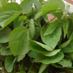 recipes of gongura