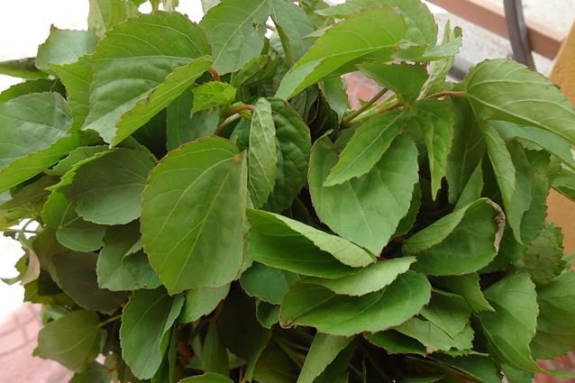 recipes of gongura