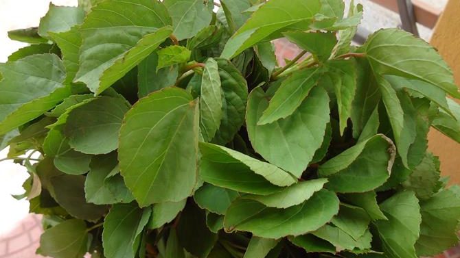 recipes of gongura