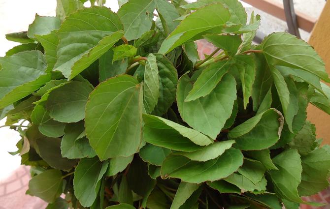 recipes of gongura