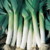 recipes of leek