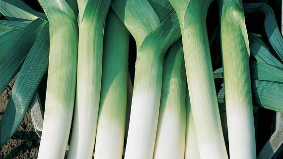 recipes of leek