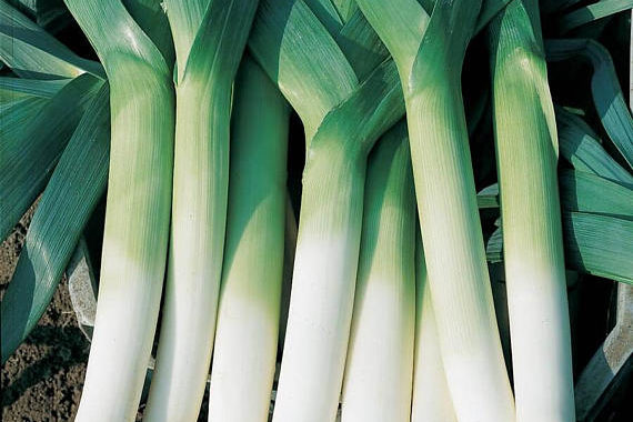 recipes of leek