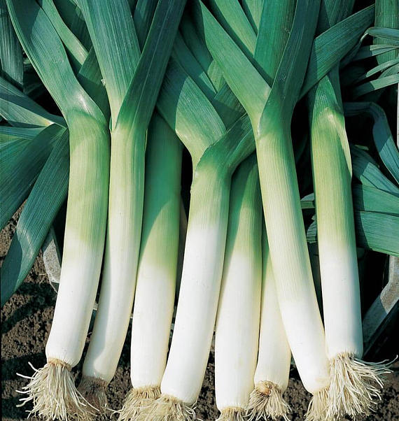 recipes of leek