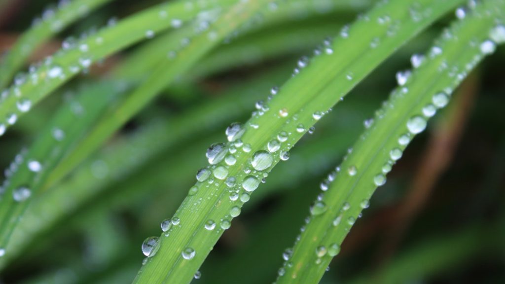 uses of lemongrass