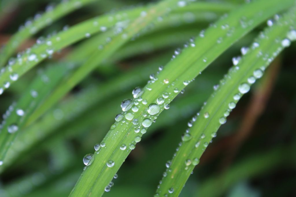 uses of lemongrass