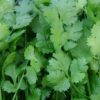 recipes of coriander