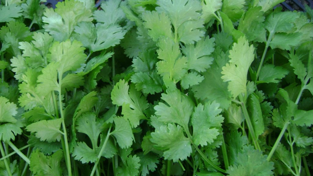 recipes of coriander