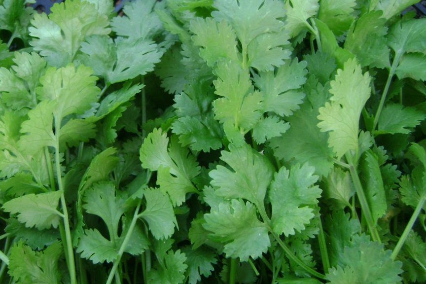 recipes of coriander