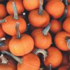 recipes of pumpkin