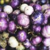 recipes of brinjal