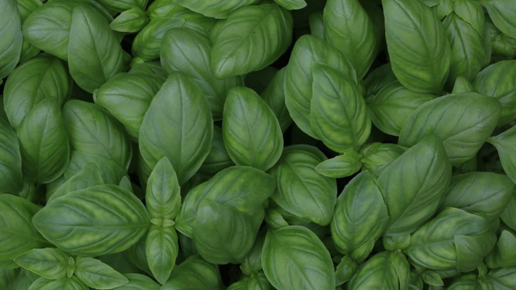 Basil DIY