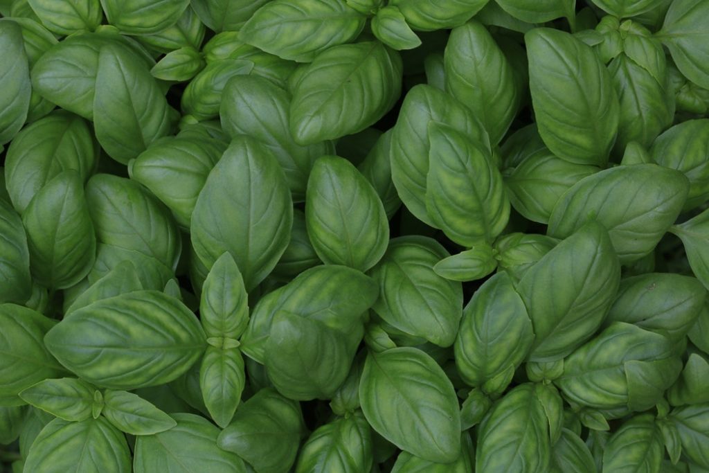 Basil DIY