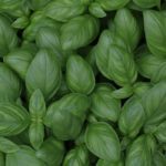 Basil DIY