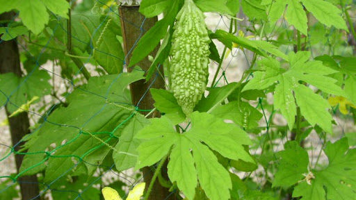 Bitter Gourd Leaves Recipes Farmizen