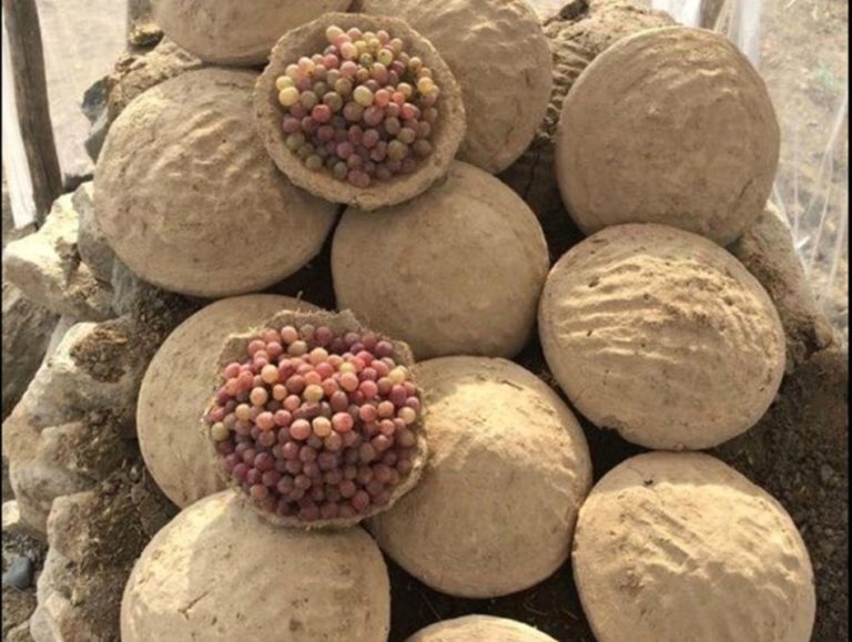 The Ancient Afghan method of preserving grapes Farmizen